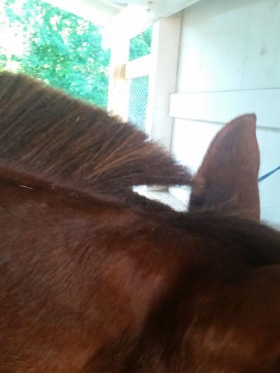 bridle path on a chestnut horse