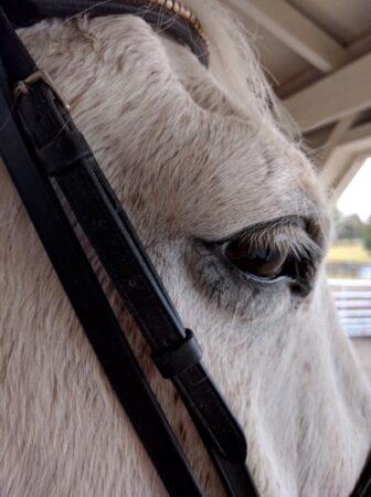 bridle very close to a horse eye
