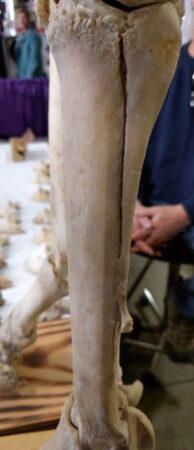 close up of broken splint bone