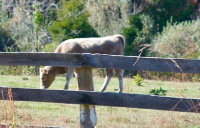 brown cow in a pasture