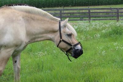 fjord horse in greenguard grazing muzzle