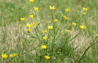 buttercups in fields
