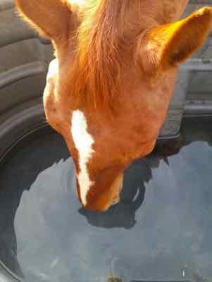 horse drinking from trough