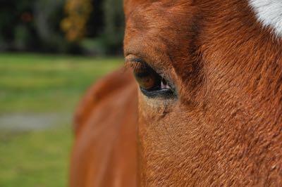 up close of a horse eye in winter