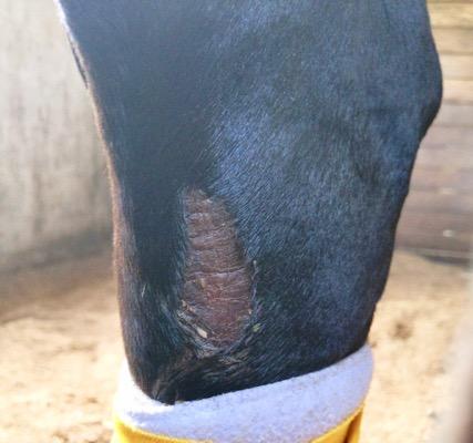 horse chestnut on leg that has been ripped off
