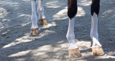 horse legs in the shade with lots of chrome white stockings