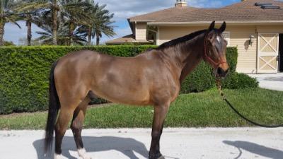 Tim clipped this horse