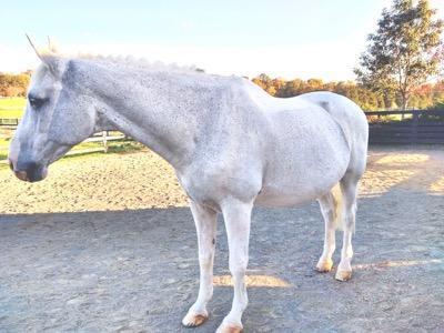 gray horse with dinosaur mane and full body clip with saddle patch