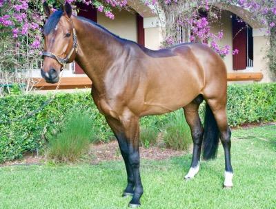 very shiny bay horse on the grass