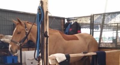 chestnut horse in cross ties with clipped coat