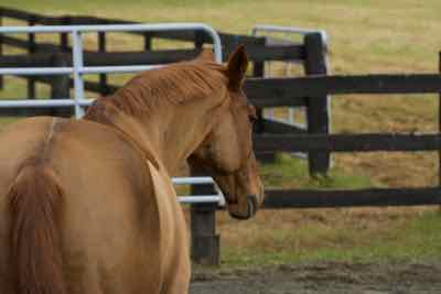 horse with a half face clip