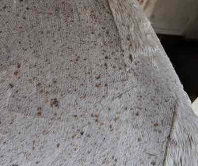 clipper lines on a gray horse