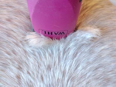 horse clippers going through gray horse winter coat