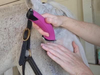 clipping a horse's face
