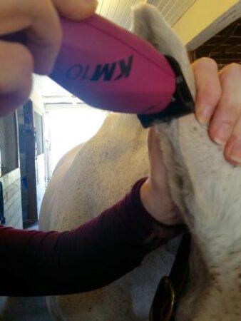 clipping horse ears like a taco