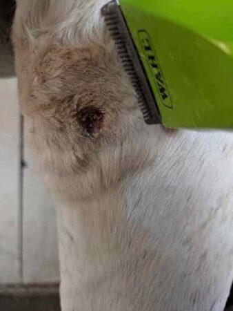 clippers cleaning a hock sore