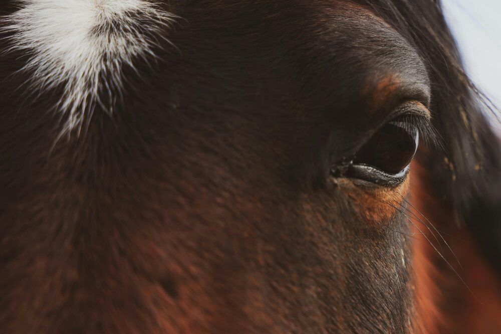 close up of horse eye and star on forehead