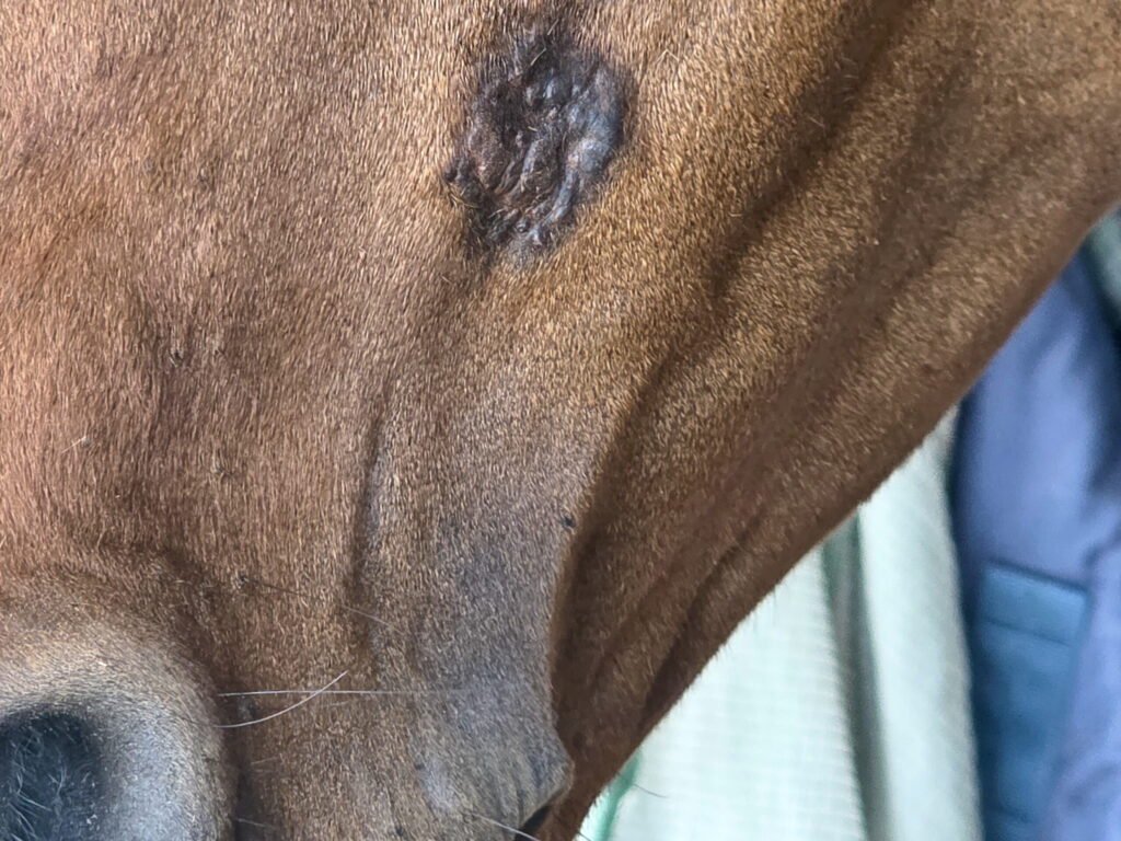 close up of sarcoid on horse's face near the nostril