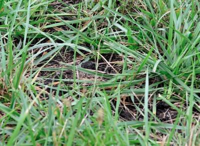 barely visible compost after spreading