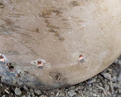copper horseshoe nails in a hoof