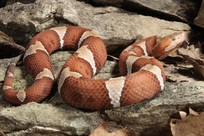 copperhead snake on a rock