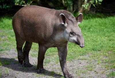 tapir relative of the horse
