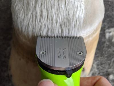 clipping the coronary band with blades pointed down