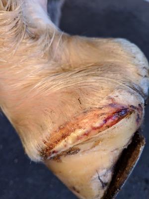 wound on coronary band area of hoof
