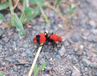 cow killer ant on gravel