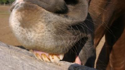 up close of horse teeth on wood