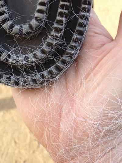 rubber curry comb with some hair