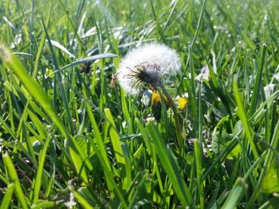 fuzzy dandilion