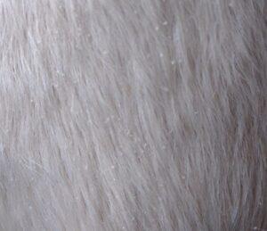 horse-dandruff