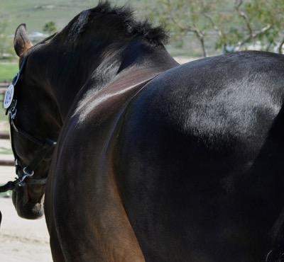dark bay horse in the sunshine