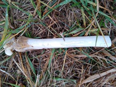 animal bone in a field