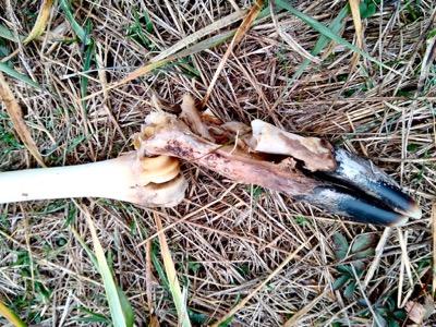 deer bones in a field