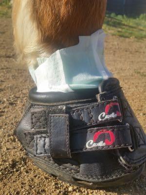 diaper in hard hoof boot