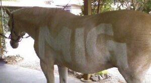 horse after grooming with vacuum