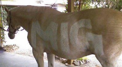 horse after grooming with vacuum