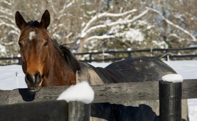 dirty winter blanket on a horse in the snow