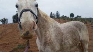 dirty-horse-caked-mud