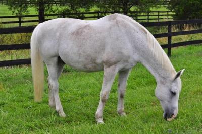 dirty-horse-in-pasture