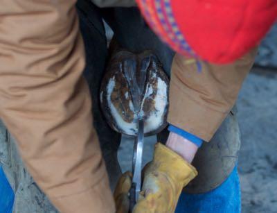 farrier using hoof testers on a hind leg