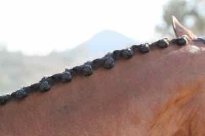 button braids on a dressage horse