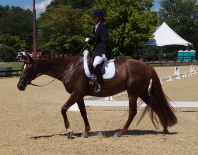 dark horse with a banged tail