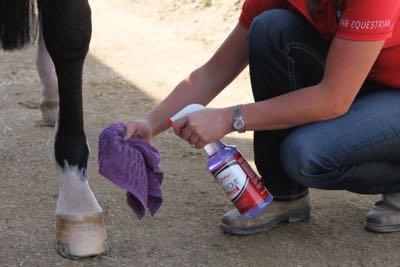 no rinse shampoo on a horse's leg for white socks