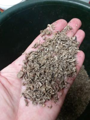 dry beet pulp in a hand