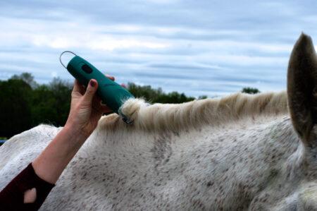 gray horse mane being roached or hogged by body clippers