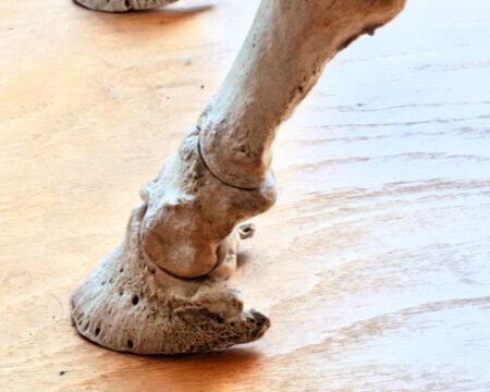 bones of horse hoof and lower leg