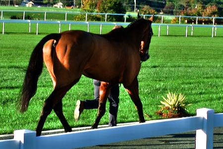 event horse at a jog in the morning showing a trace clip